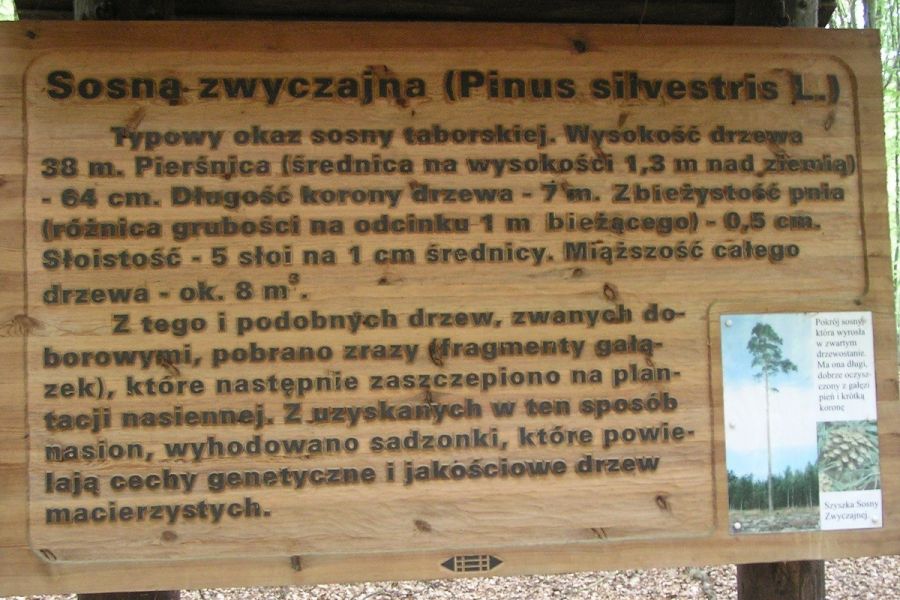 Ścieżka dydaktyczna w Rezerwacie Sosny Taborskiej